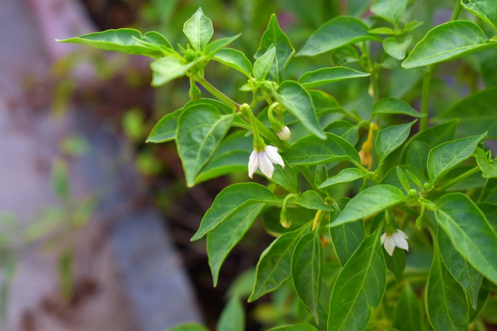 How to Grow Shishito Peppers