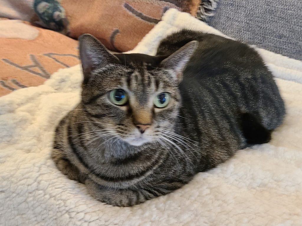 Mackerel Tabby Cat